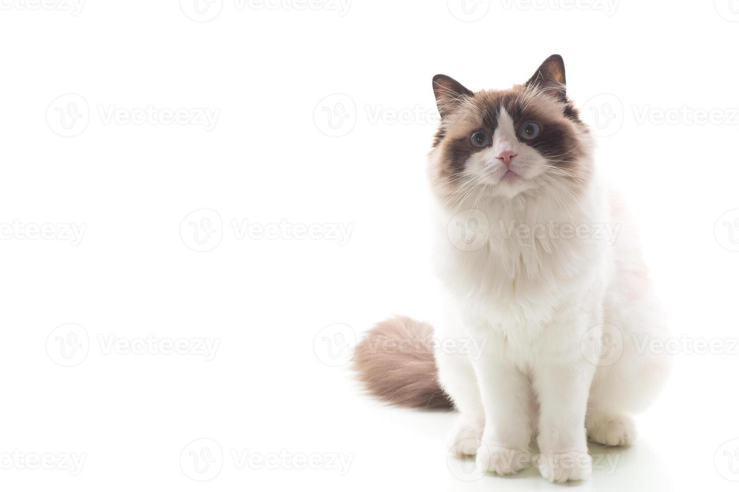 Portrait of a blue-eyed cat.Blue-eyed Ragdoll cat, isolated on white background photo