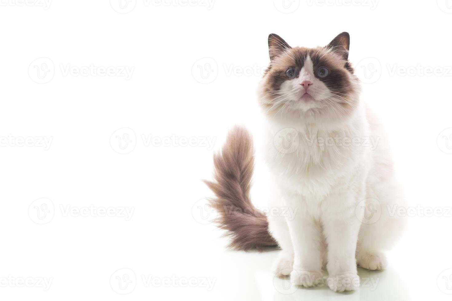 Cute fluffy cat. Blue-eyed Ragdoll cat, isolated on white background photo