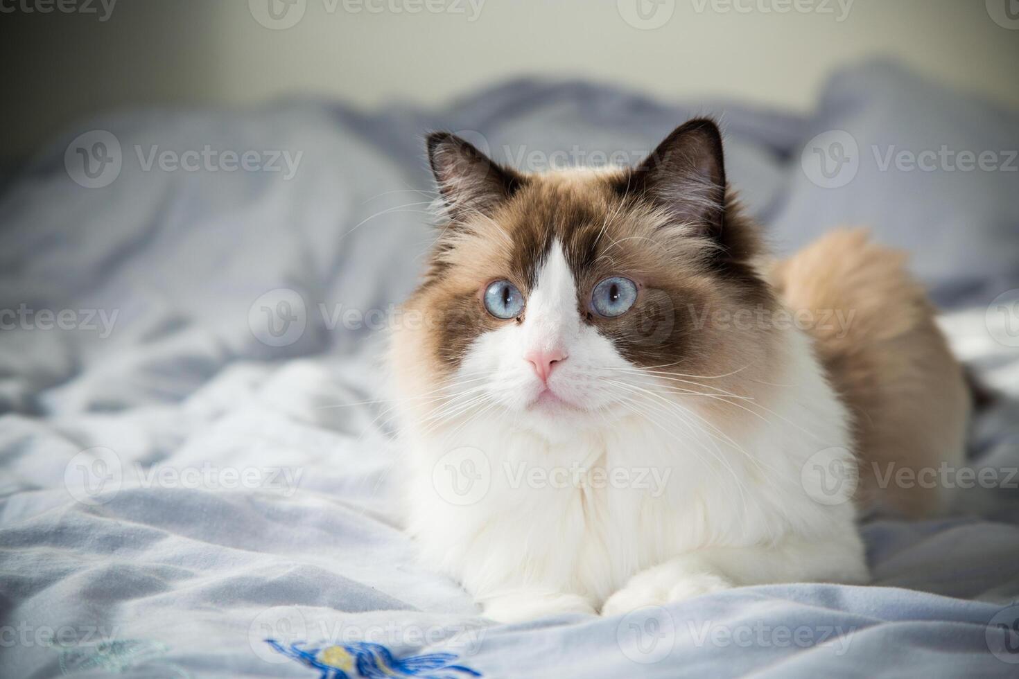 Cat portrait.cat lying on bed and resting, breed Ragdoll photo