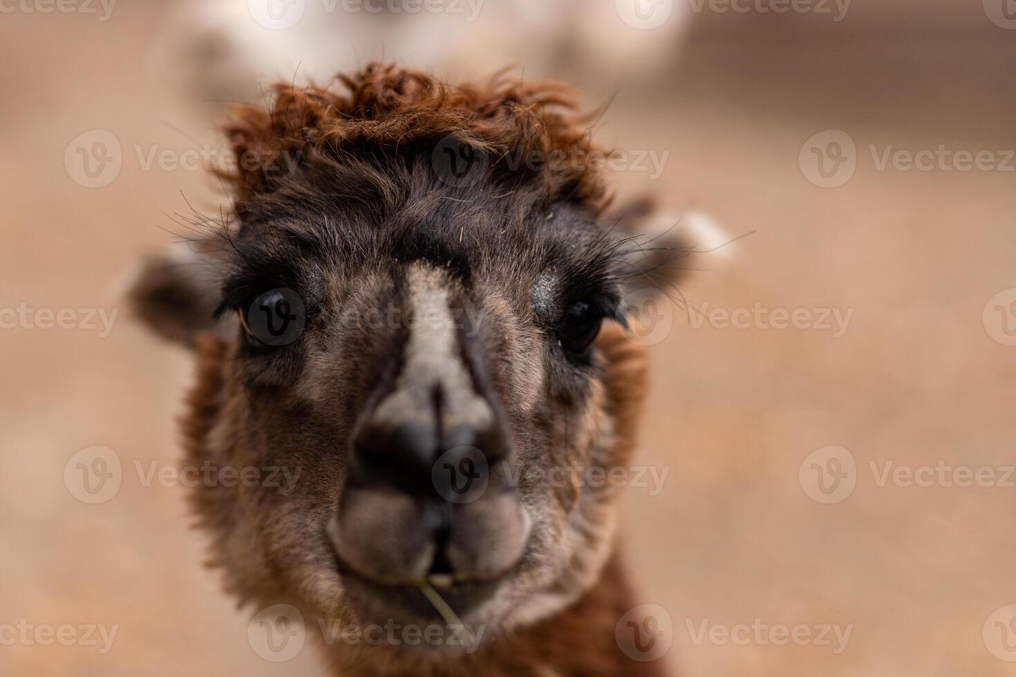 Brown alpaca. Alpaca. Large portrait of an alpaca. Animal life in the wild. photo