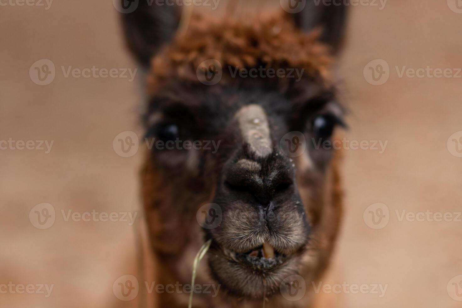 Brown alpaca. Alpaca. Large portrait of an alpaca. Animal life in the wild. photo