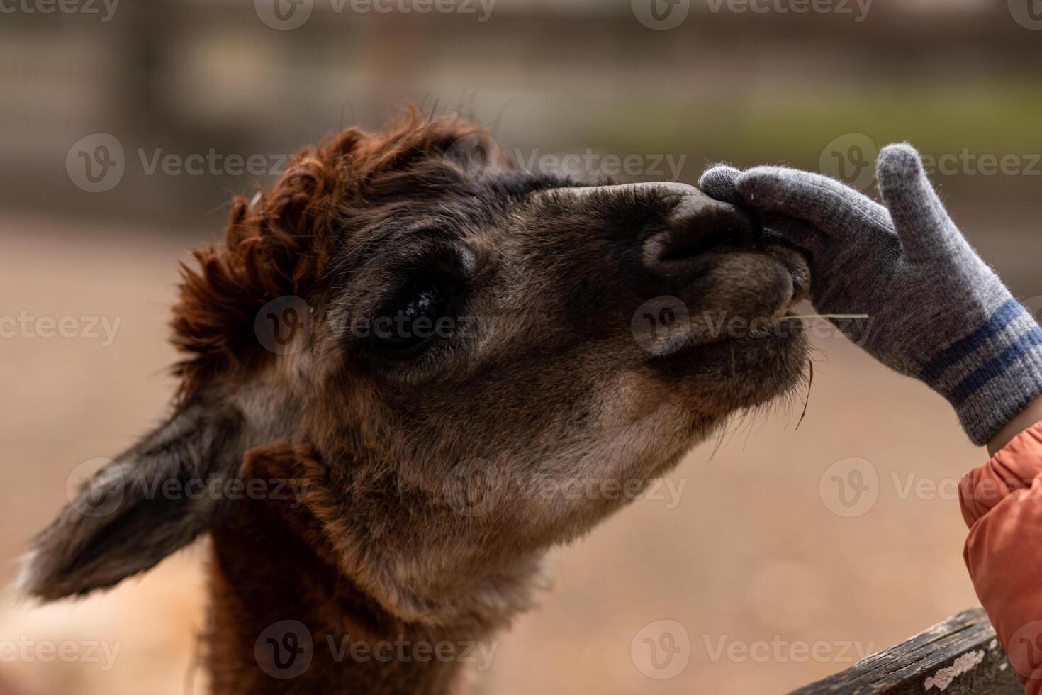 A child's hand strokes an alpaca.The child is fed by an alpaca. Love for animals photo