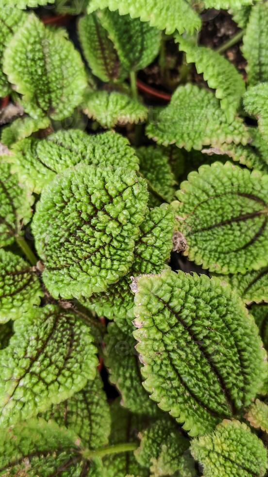 Textured Green Swedish Ivy Leaves Close-up for Natural Design Background photo
