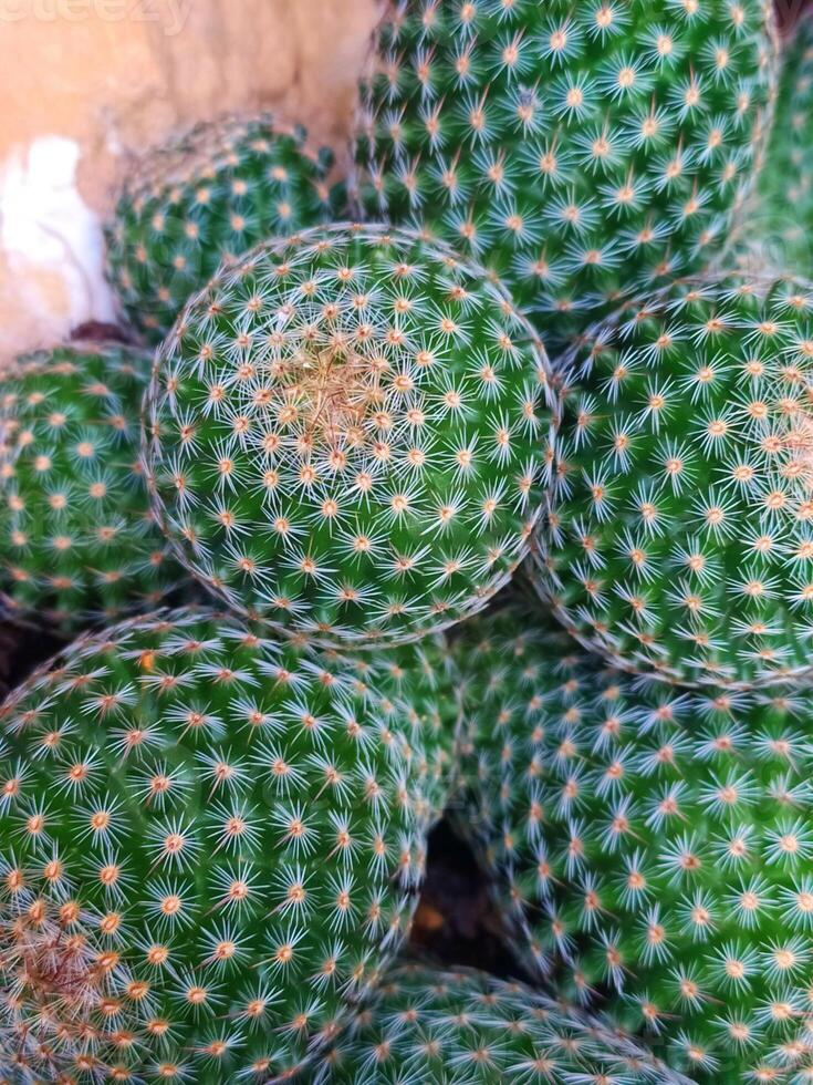 Close-Up of Mammillaria Pringlei Cactus Group, Green Globose Cacti with White Spines, Geometric Patterns, Blurred Background, Succulent and Botanical Theme for Nature, Gardening, and Decoration photo