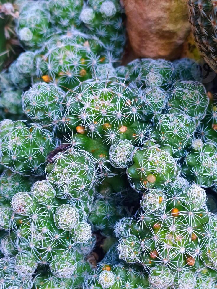 Close-Up of Mammillaria Gracilis Cactus in Bloom, Light Green Globose Cacti with White Spines and Yellow Flowers, Geometric Star Pattern, Natural Light, Succulent and Botanical Theme for Nature, photo