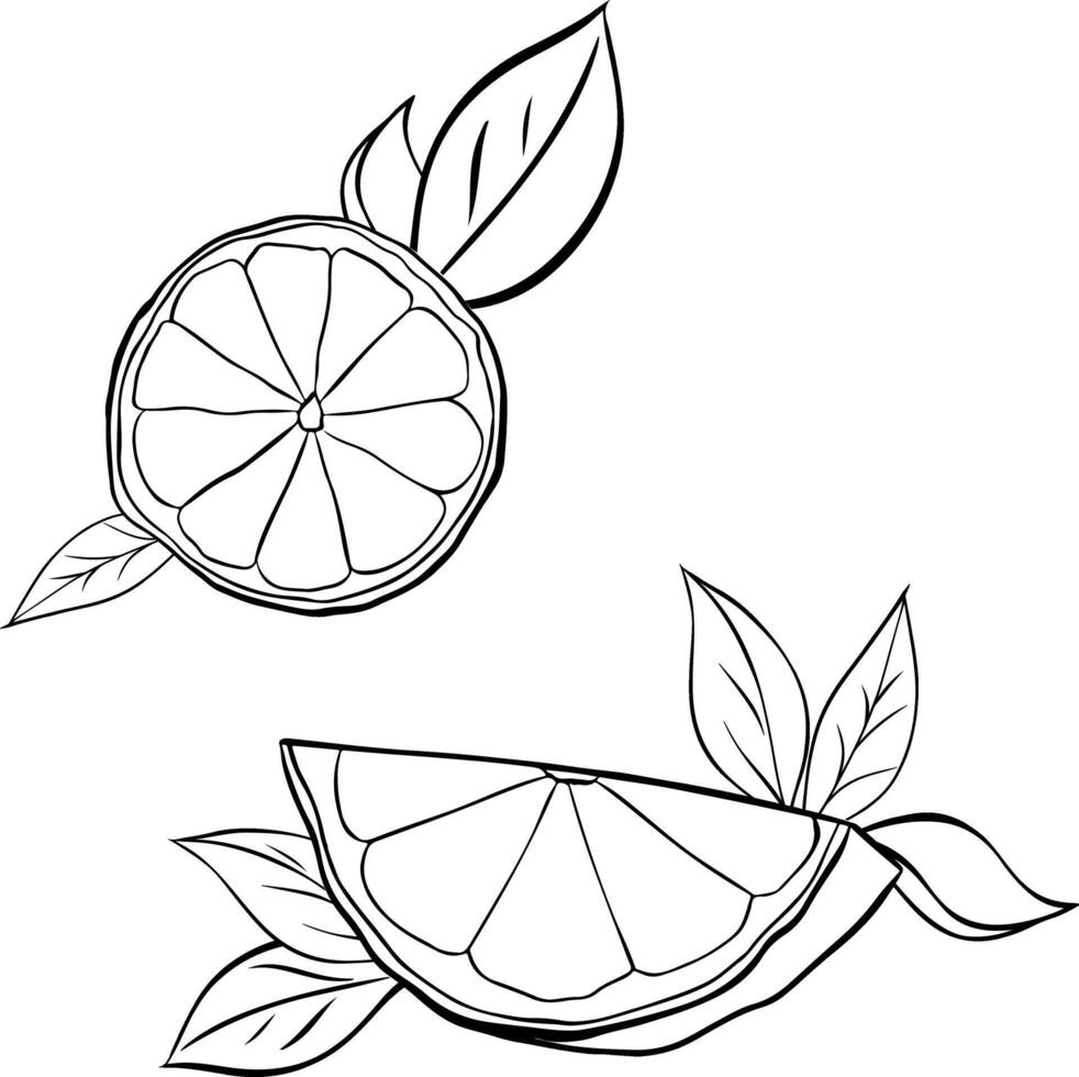 lemon slice with leaves graphic line ink composition set. black and white isolated on transparent background. slice of fresh citrus for menu and package designs. vector