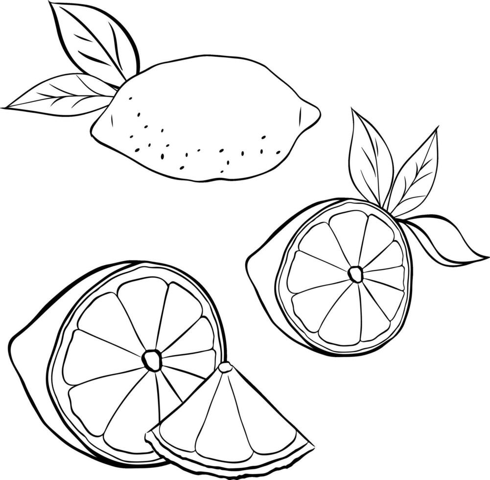 lemons with leaves composition set. graphic line ink black and white illustration. Tropical plant Design for menu, package, cosmetic, textile, package. vector