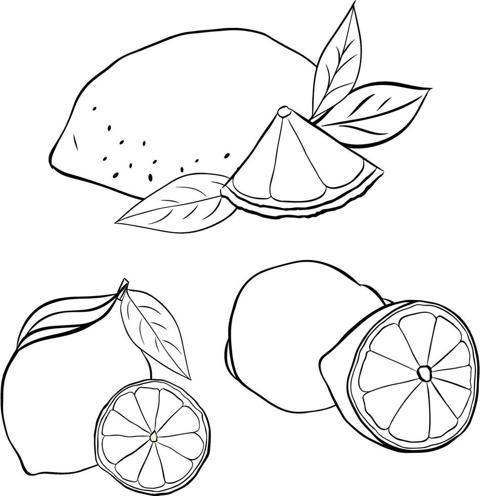 Set lemons with slices and leaves composition sketch illustration. Collection graphic line ink black and white citruses hand engraved. vector