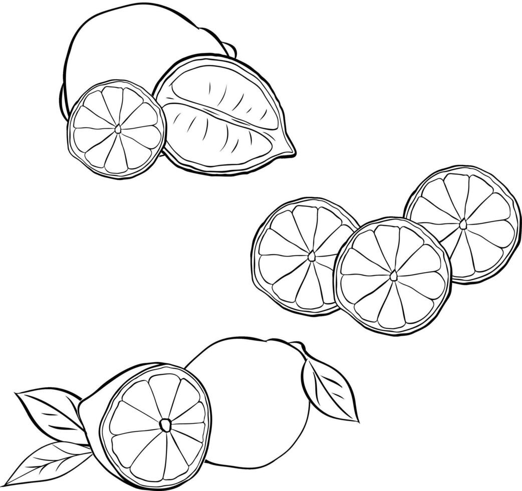Set lemons with slices and leaves composition sketch illustration. Collection graphic line ink black and white citruses hand. Design for menu, package, cosmetic, textile, package. vector