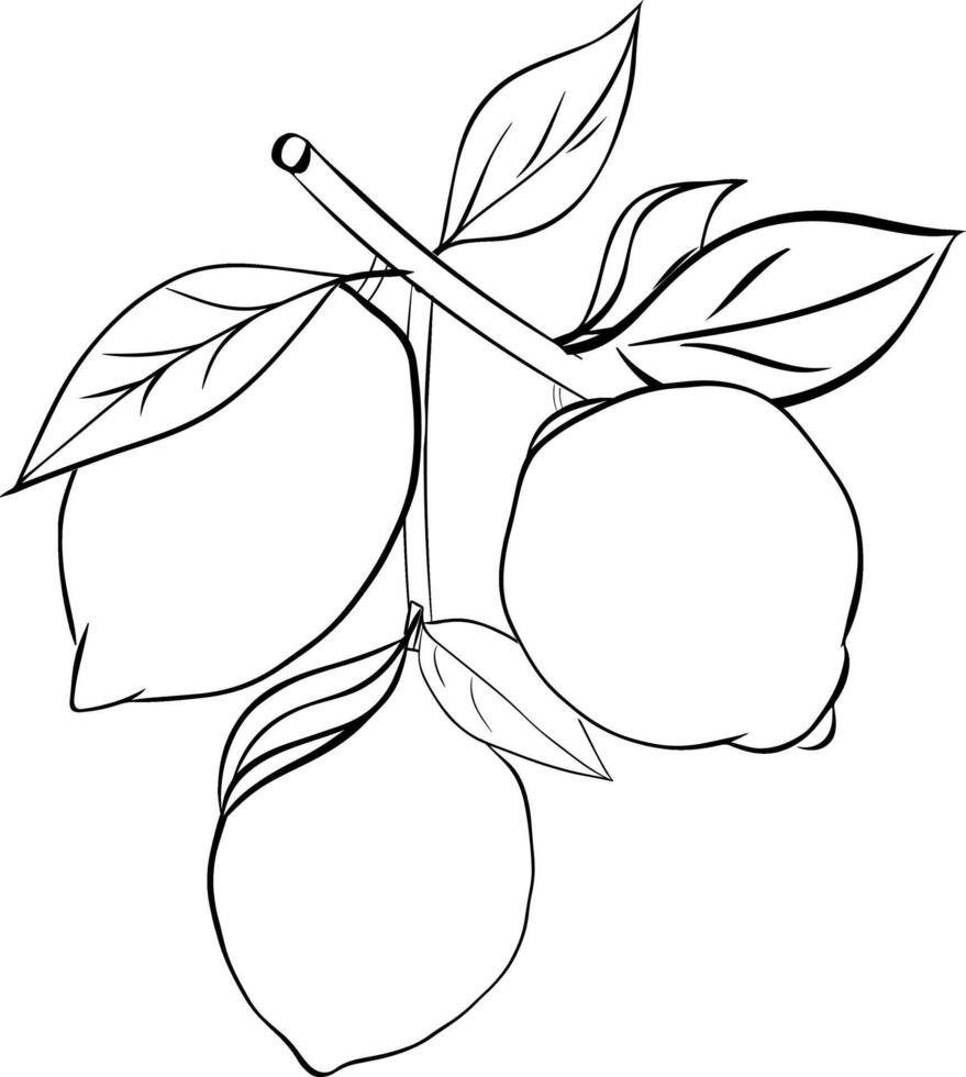 Sketching lemon branch with leaves Hand drawn graphic line ink composition. Fruit tree branch in sketch style, whole fresh citrus. black and white drawing isolated on white vector