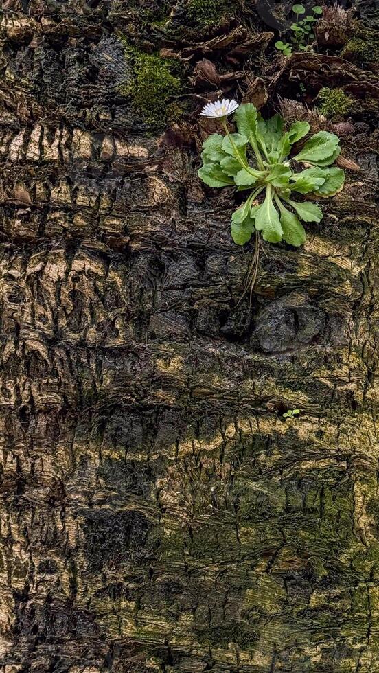 Detailed close up of textured tree trunk with rough bark and small green plant symbolizing resilience and new growth. photo