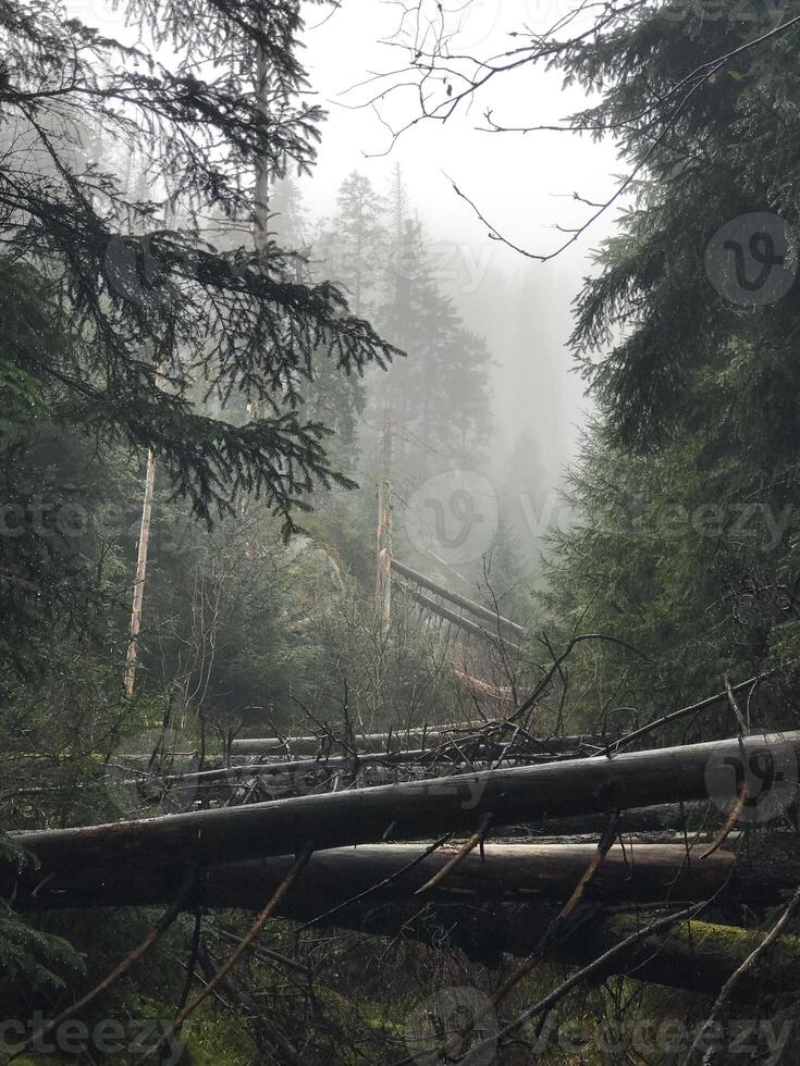 foggy forest in Zakopane . High quality photo