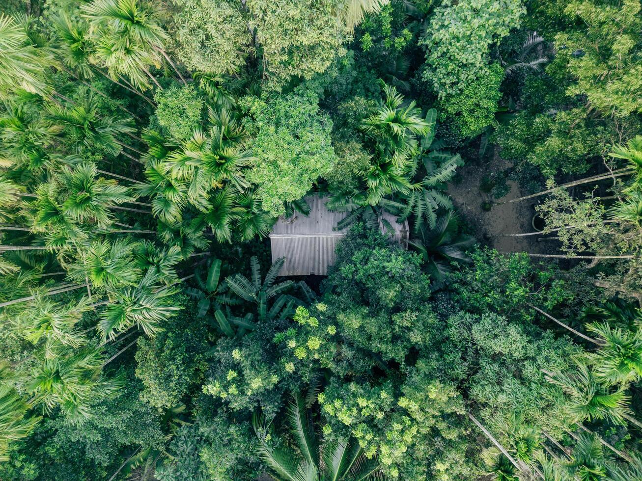 house in the forest in bangladesh photo
