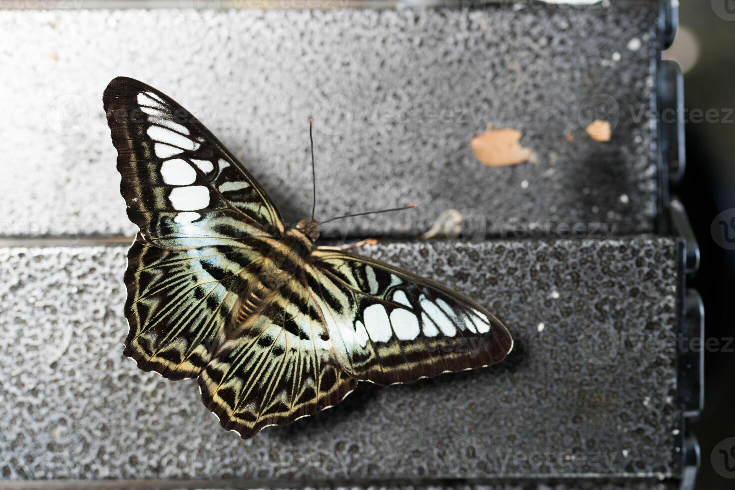 Light green brown swallowtail butterfly on table. photo