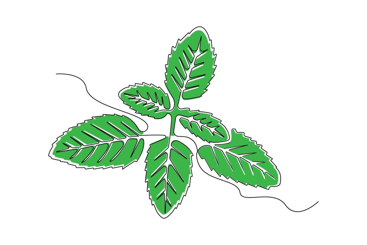 Hand-drawn basil leaves line art drawing. Basil plant linear icon . vector