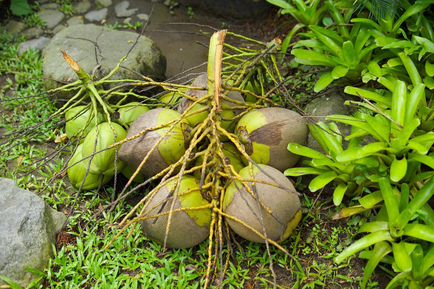 Bunch of coconut in the garden photo