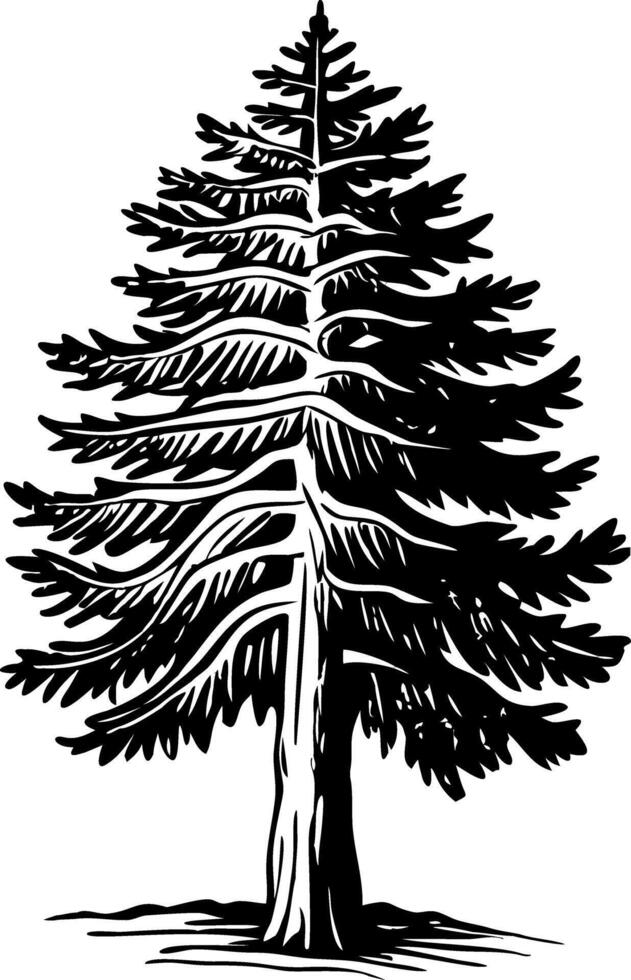 A vintage style illustration of cedar tree vector