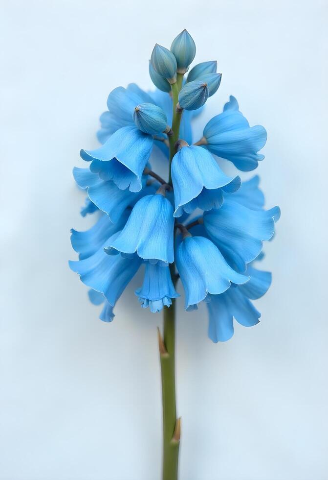 A blue flower is shown in front of a white background photo