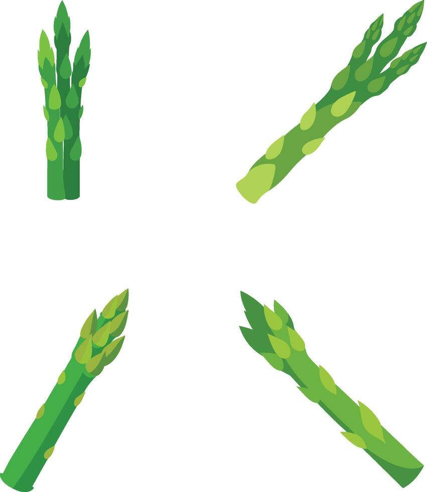 Asparagus Vegetable Illustration vector