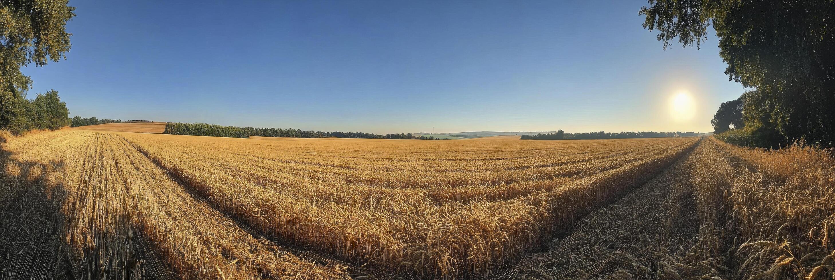 A panoramic view of a field of wheat photo