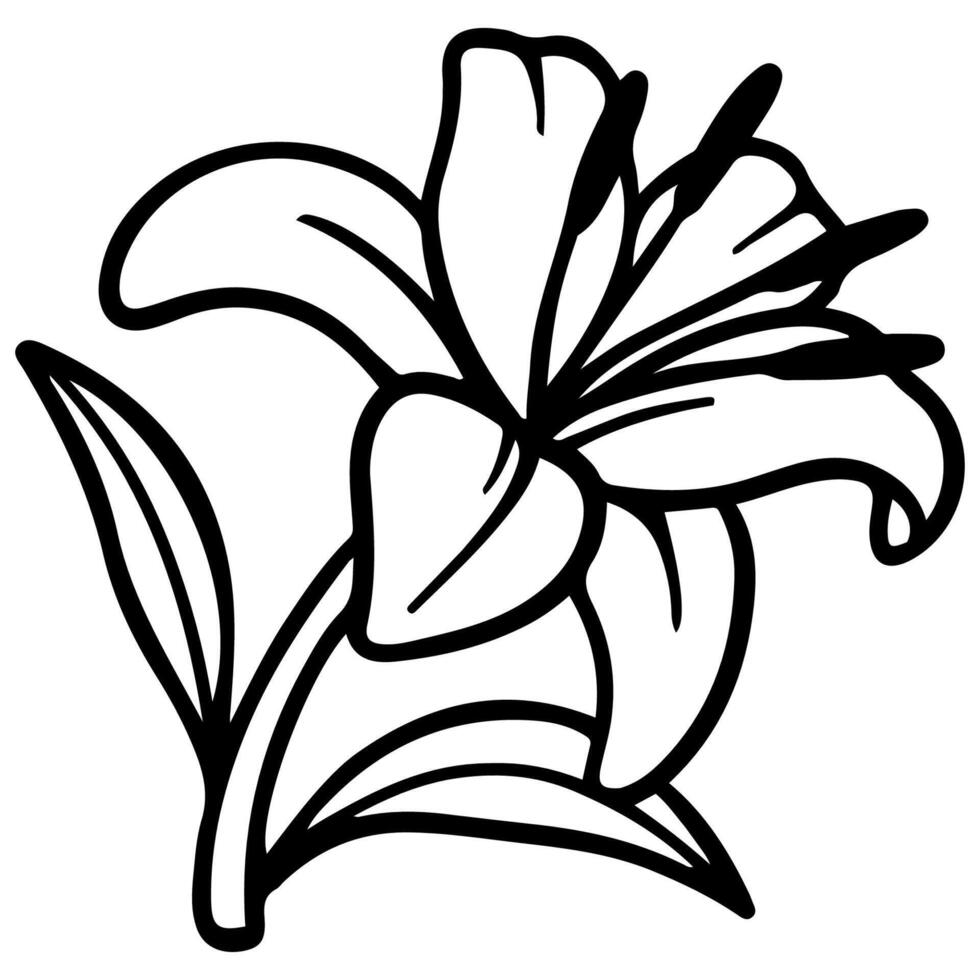 Lily coloring pages for kids vector
