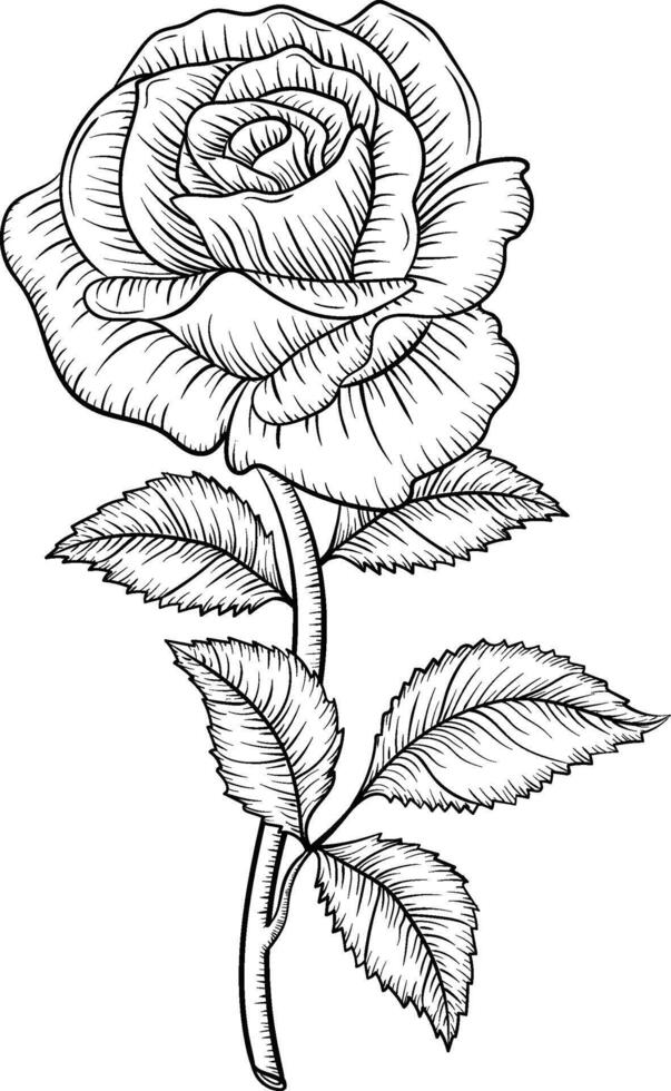 Hand Drawn Rose Flowers vector