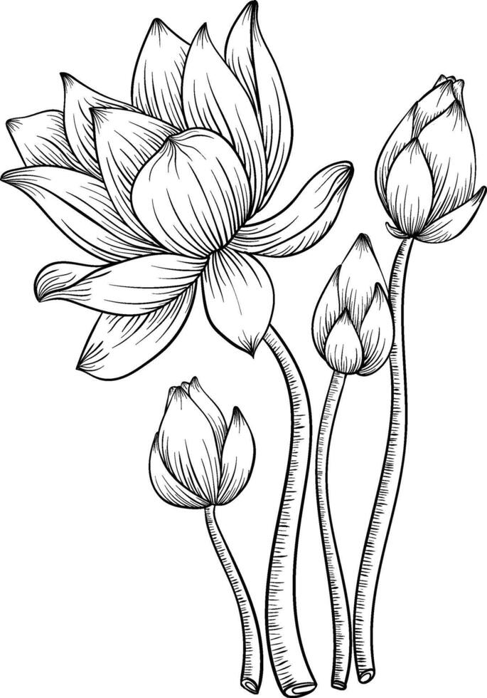 Hand Drawn Lotus Flowers vector