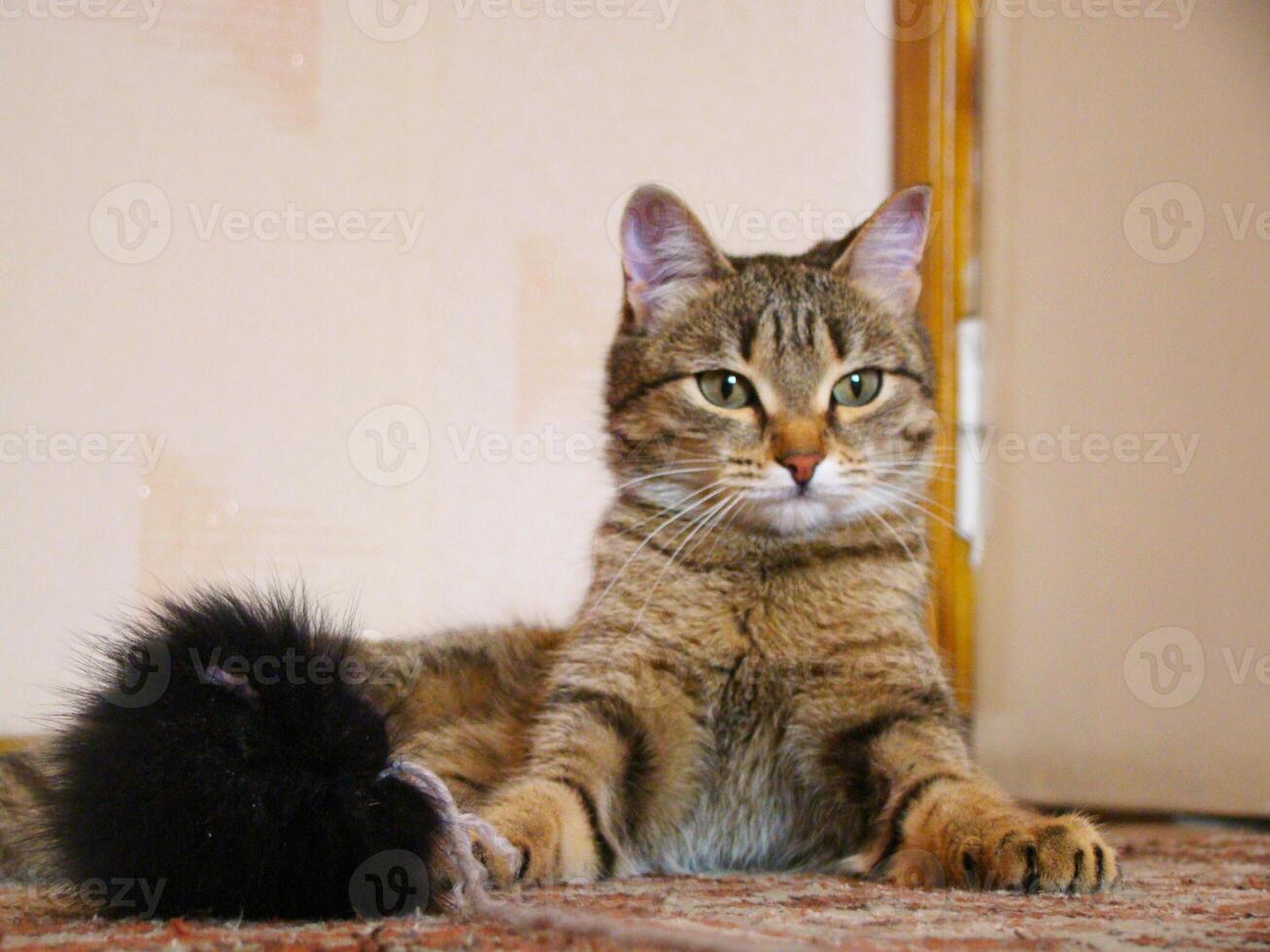 Tabby cat lying on patterned carpet with fluffy black toy. Proud look photo