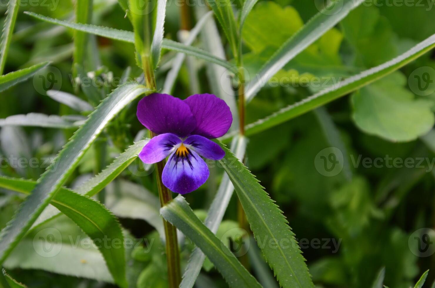 Violet little flower wild pansy, Viola tricolor, Johnny Jump-up, heartsease photo