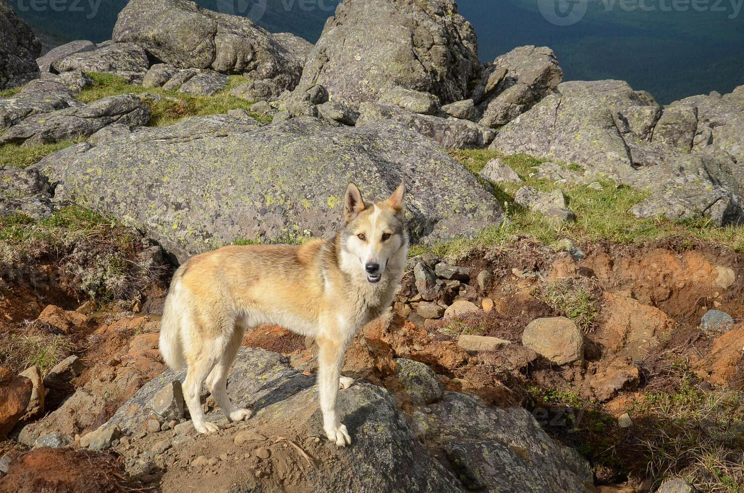 A red and white dog stands on a rock in the mountains photo