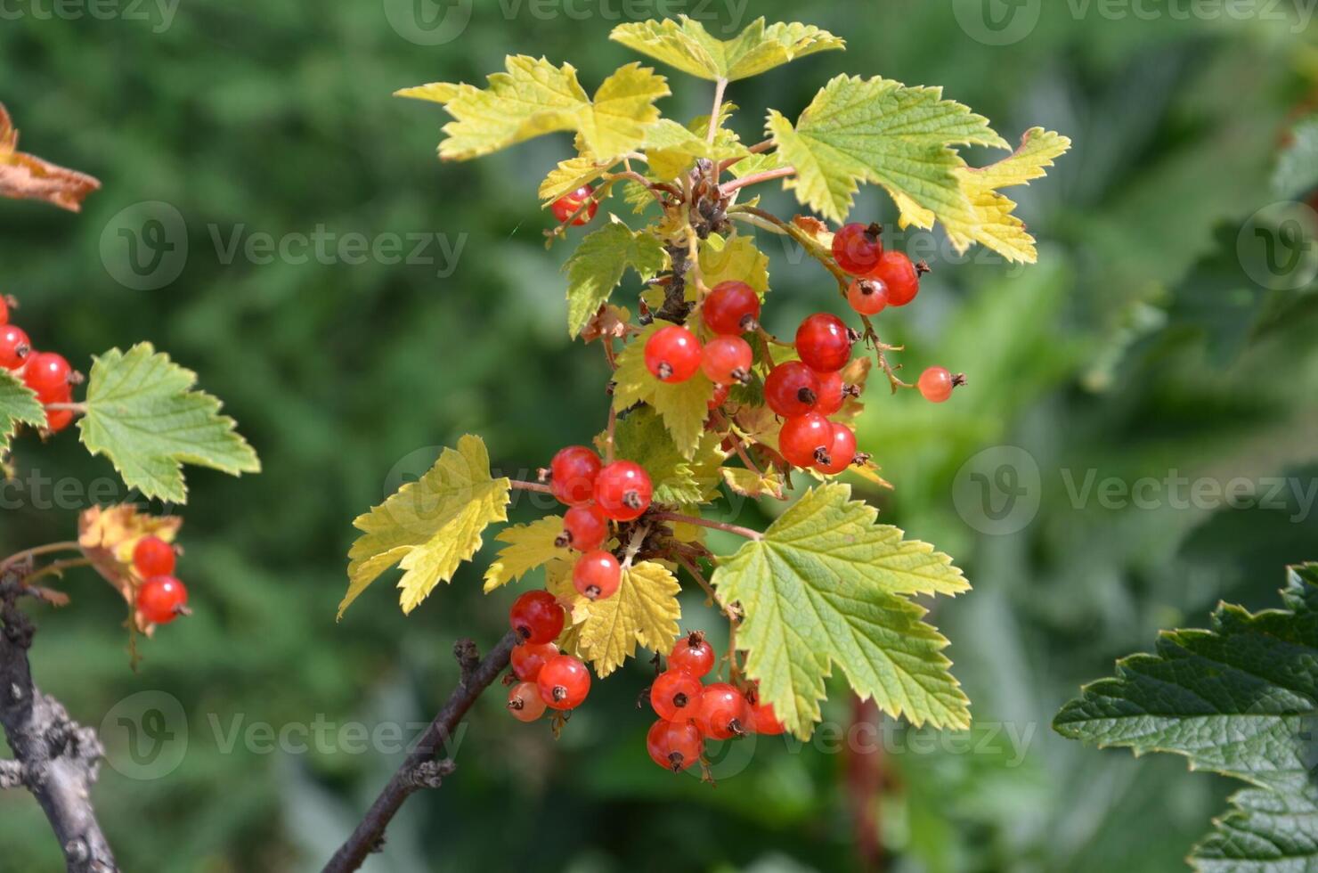 Red currant on a branch photo