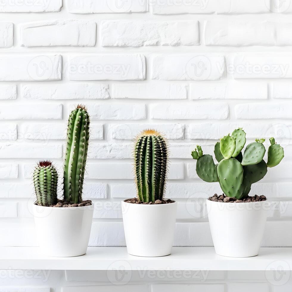 three cactus and succulents in a pot on a white brick wall. Succulents in pots with copy space. photo