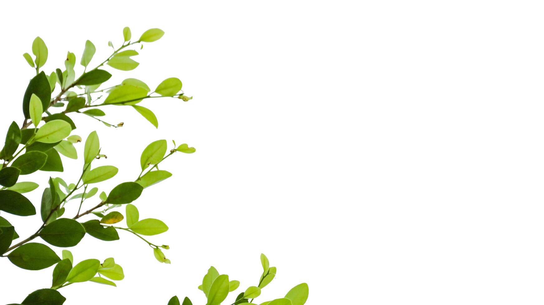 A cut out of Ficus benjamina leaves with clipping paths on a white background. The detailed structure and lush foliage are highlighted, emphasizing the tree's natural beauty and form. photo