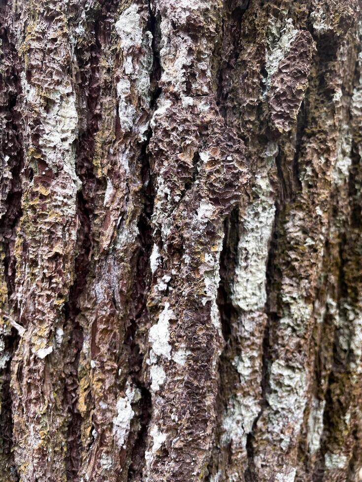 Close up view of a pine tree trunk used as a texture background photo