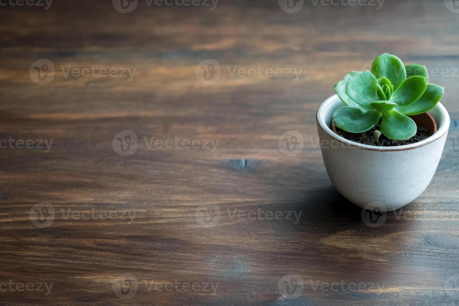 Simple indoor gardening still life featuring a succulent in a white pot on a rich wood surface photo
