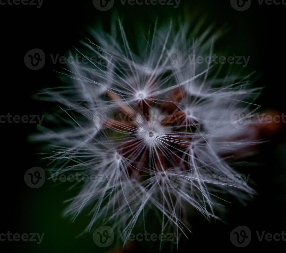 background texture of white dandelion, also called dandelion, in a green Italian meadow in spring 2025 photo
