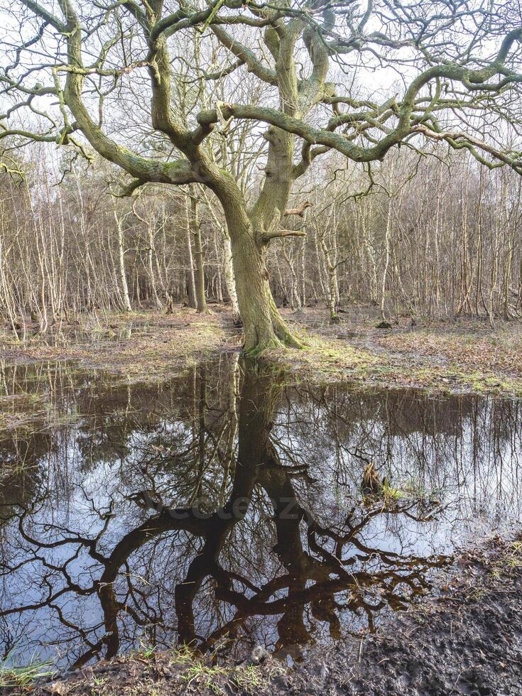 Bare tree reflected in a puddle in a wood photo