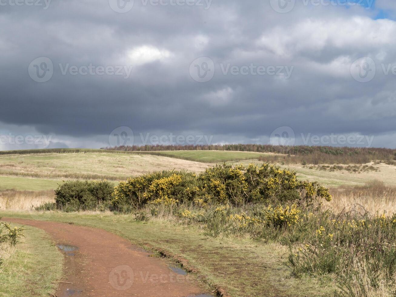 Flowering gorse and fields below a grey cloudy sky photo