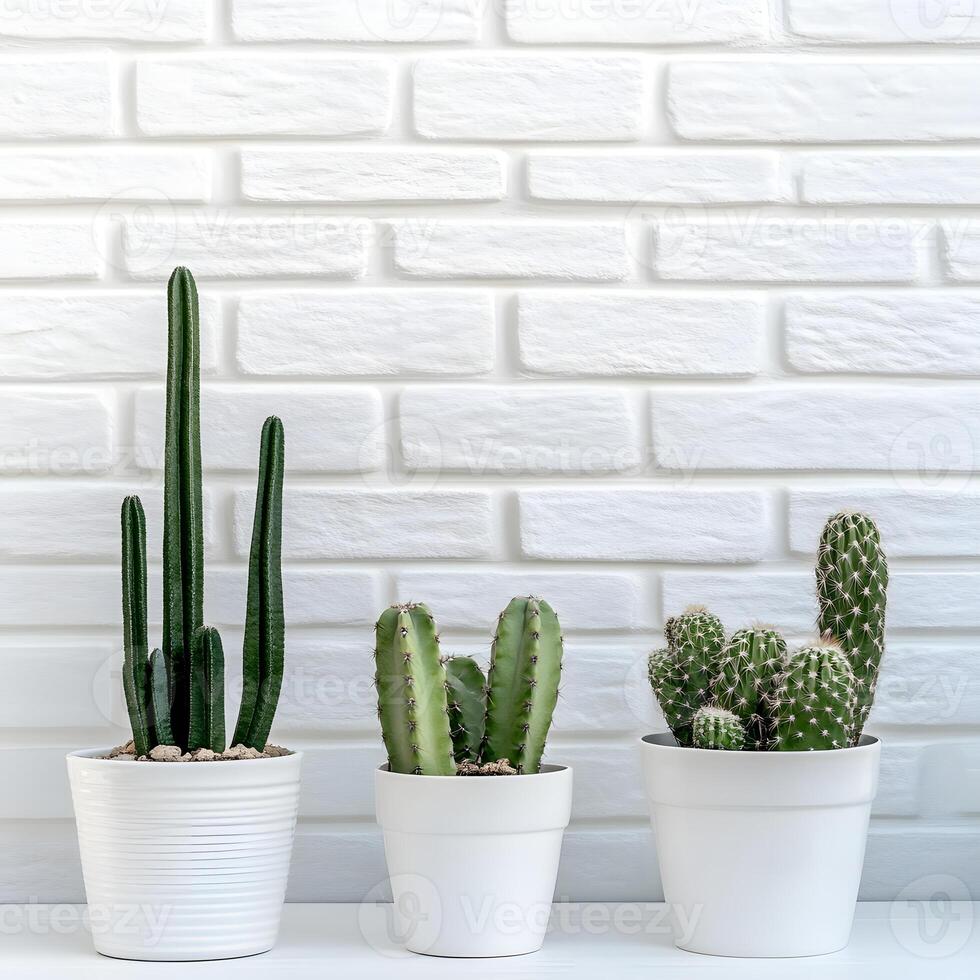 Cactus and succulents in a pot on a white brick wall. three Succulents in pots with copy space. photo