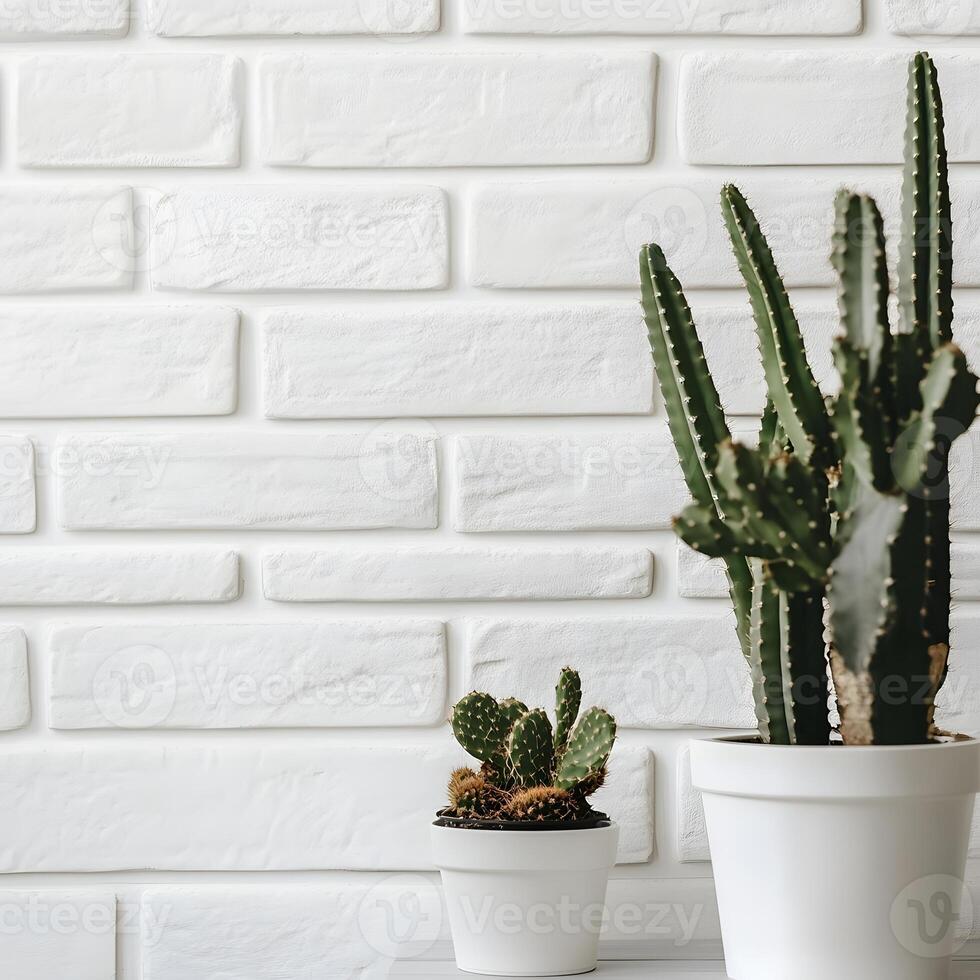 two Cactus and succulents in a pot on a white brick wall. Succulents in pots with copy space. photo