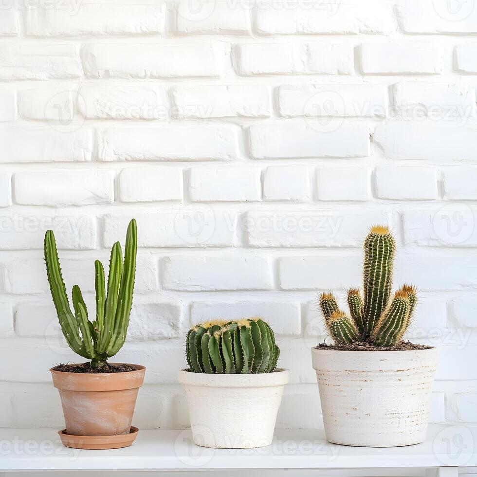 Cactus in a pot on a white brick wall. Succulents in pots with copy space. photo