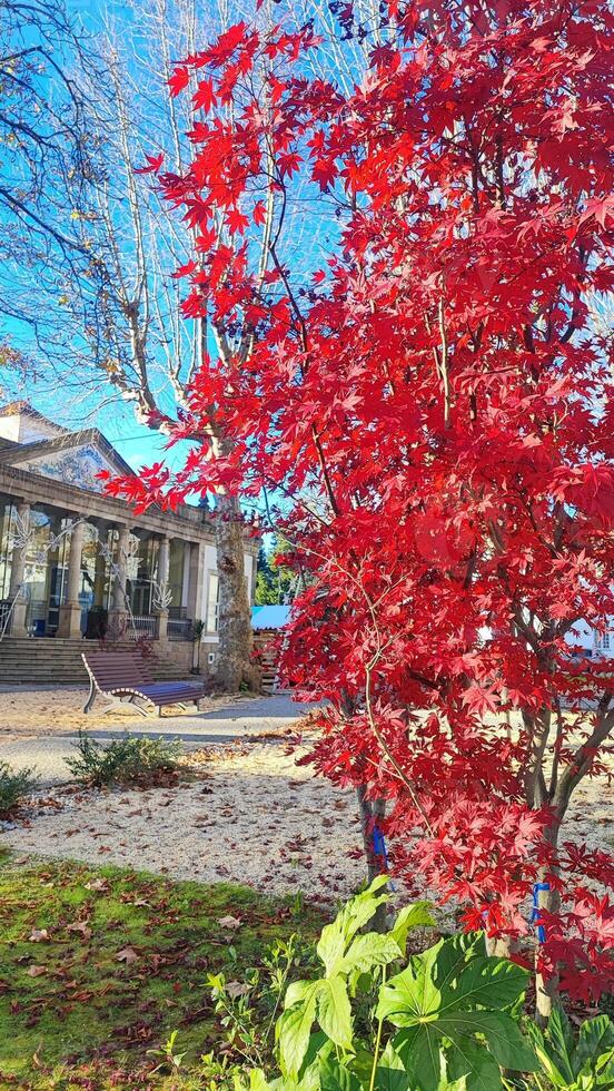 red maple leaves in the background of the building and parkways. photo