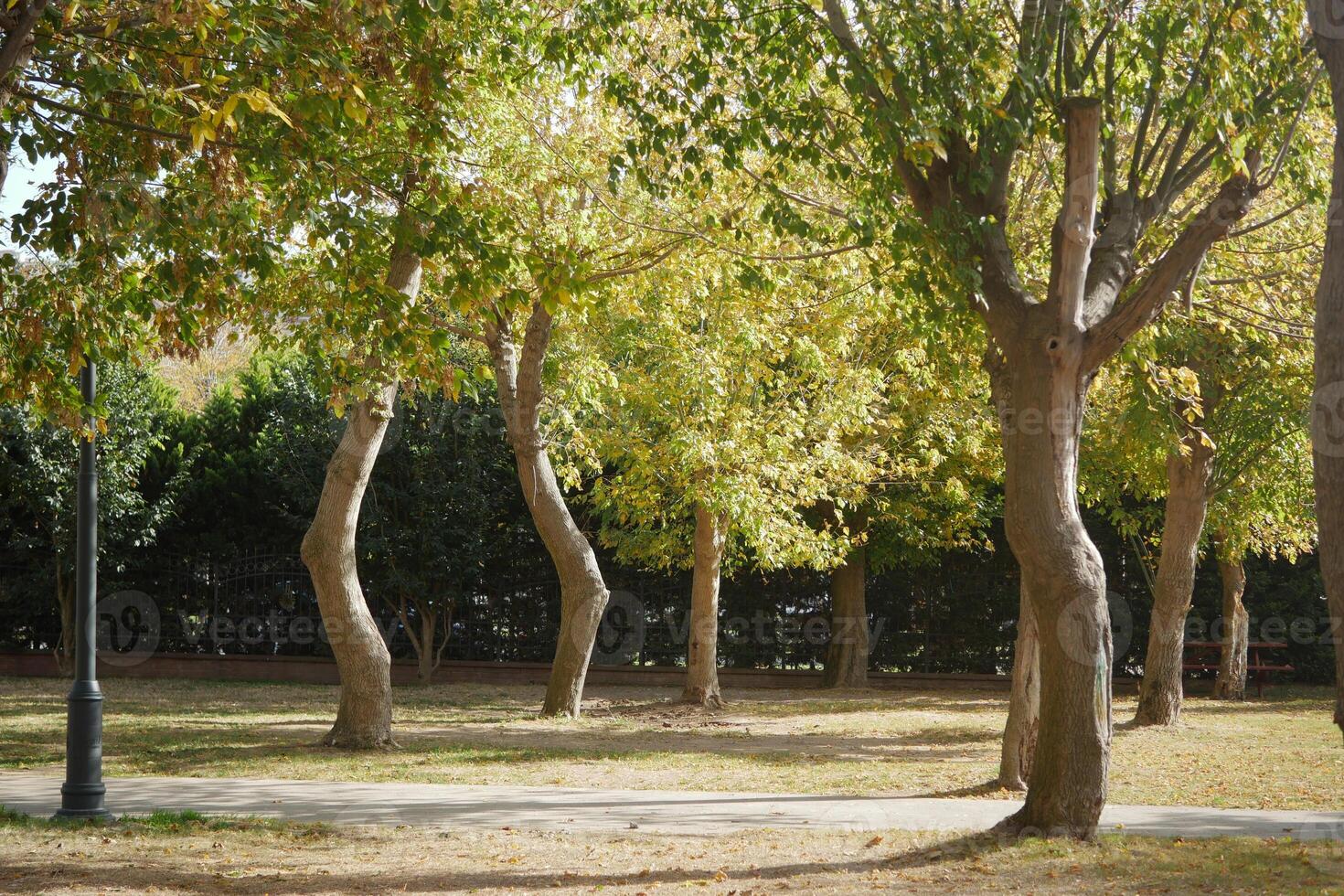Serene park with trees basking in autumn sunlight during daytime photo