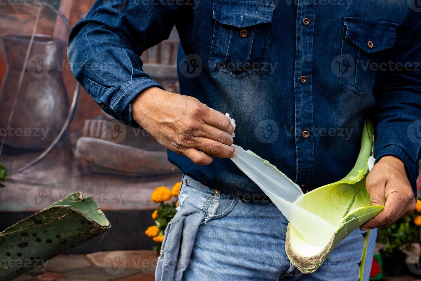 Male tourist guide showing the importance of the agave plant for the antique cultures to a group of tourists at the Teotihuacan archaeological site. photo