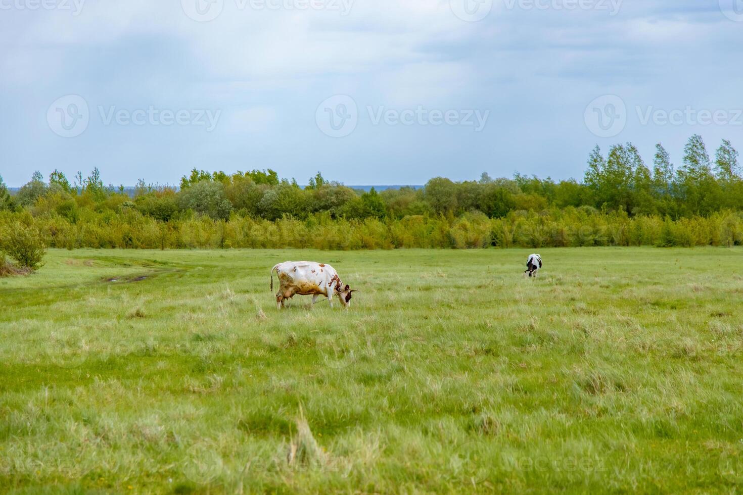 A cow grazing in a field with trees in the background photo