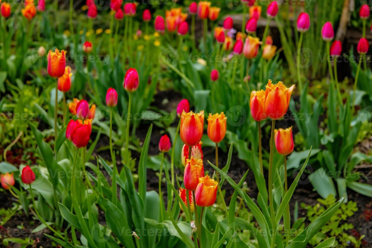 A field of colorful tulips in the spring photo