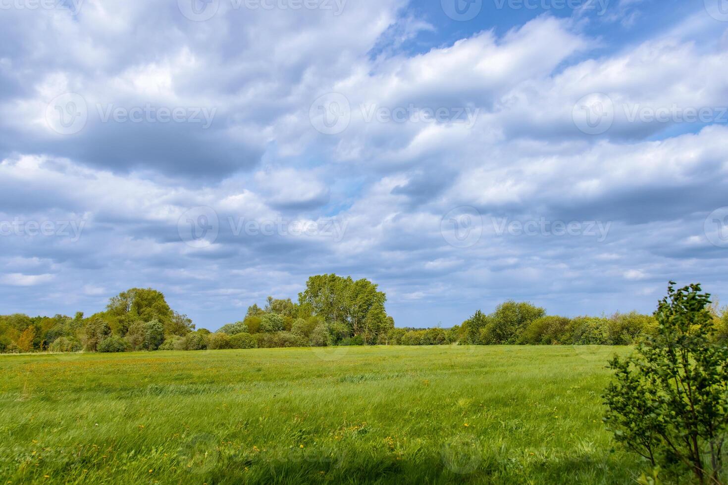 A field with a tree and a bench photo
