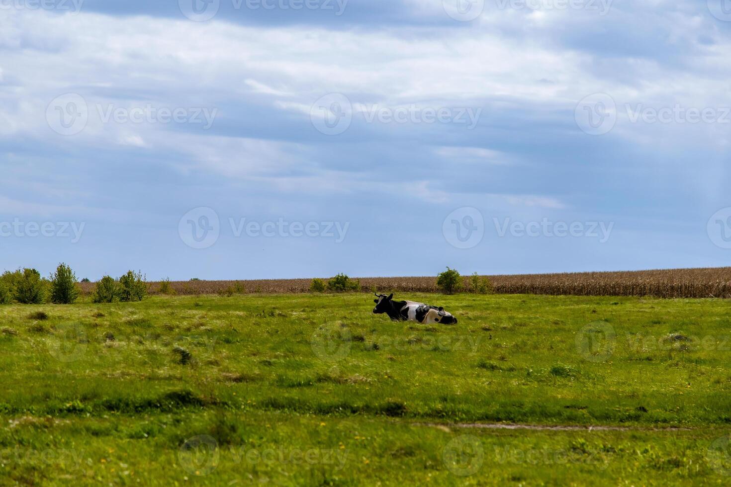 A cow laying down in a field with a cloudy sky photo