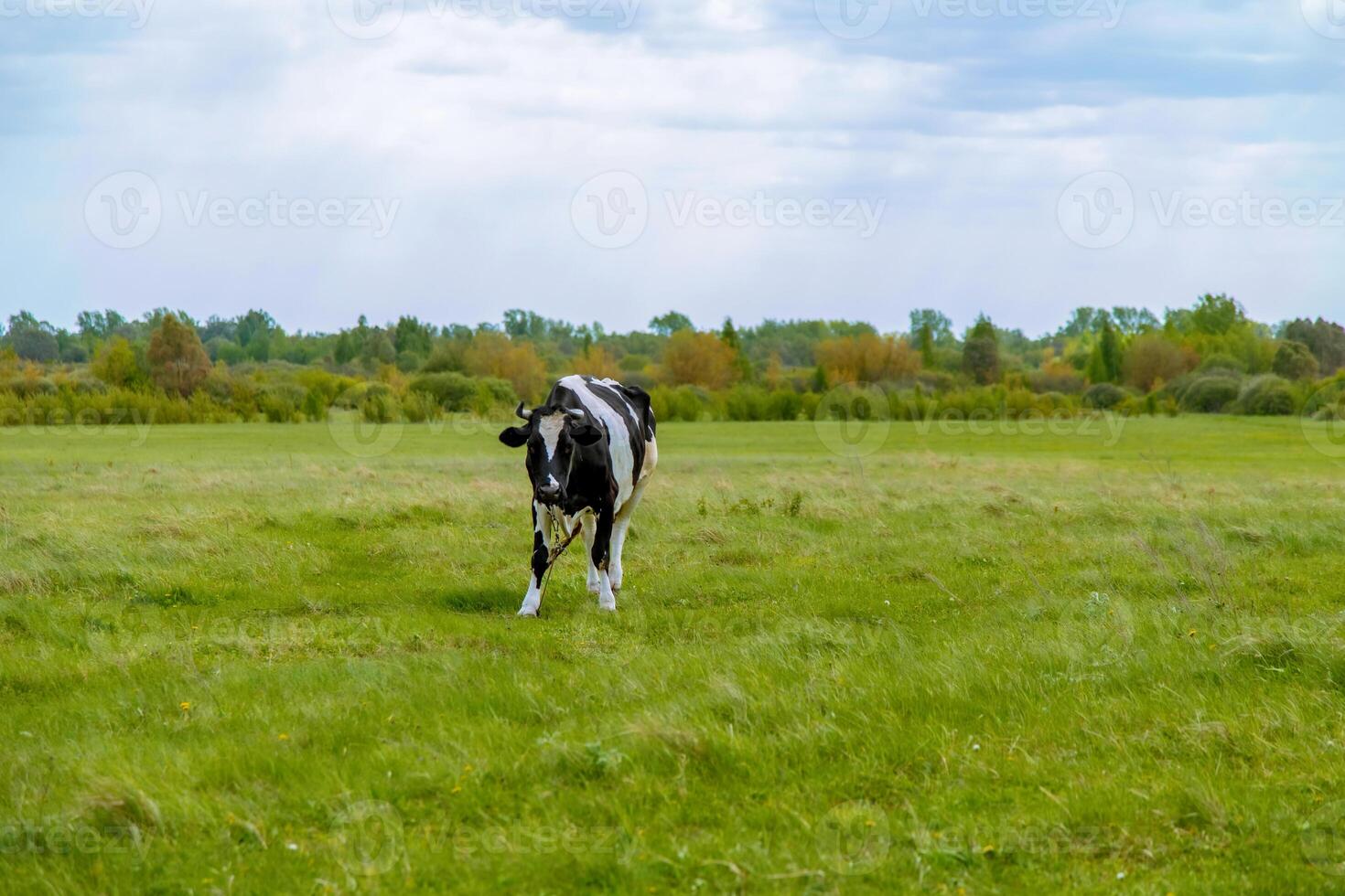 A cow is walking in a field with trees in the background photo