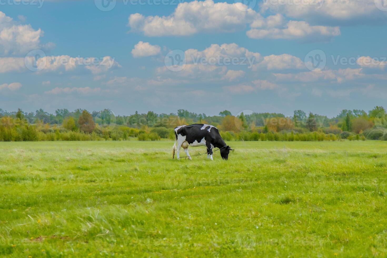 A cow grazing in a field with a blue sky photo